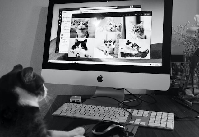 Steps to Implementing a Successful Pets in the Workplace Policy