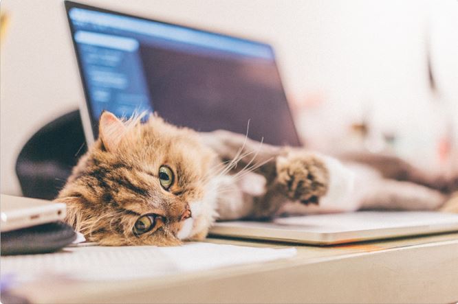 Pets in the Workplace